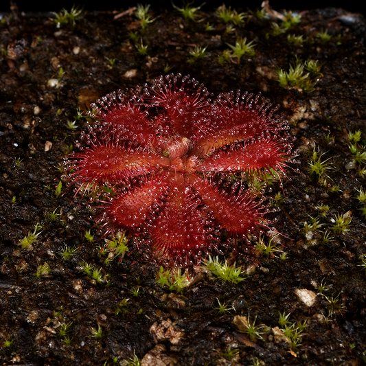 Drosera aliciae