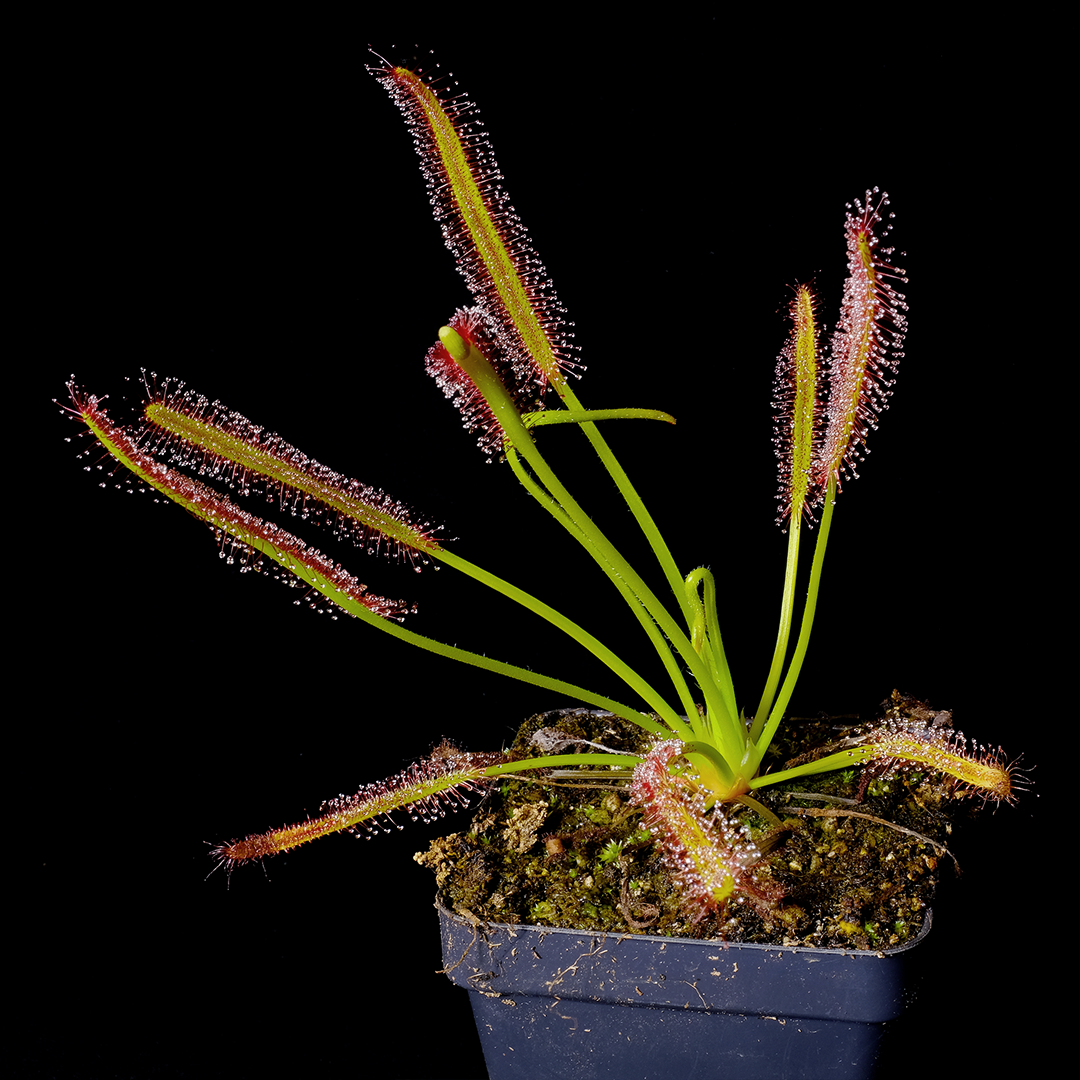 Drosera capensis