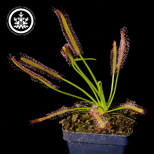 Drosera capensis