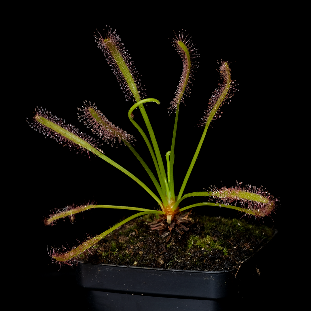 Drosera capensis 'Albino'