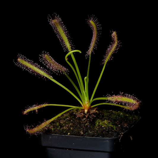 Drosera capensis 'Albino'