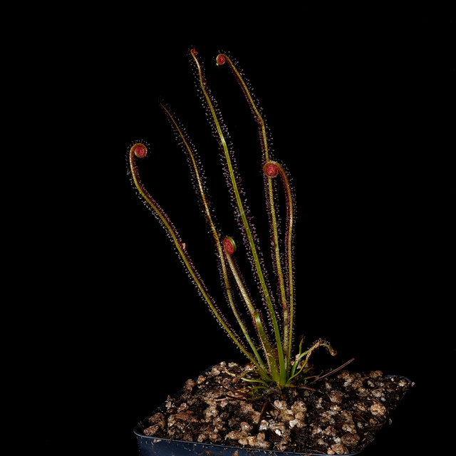 専用Prabu, exsotika var, salaca aurea,noid Sarracenia alata var. nigropurpurea - Black Tube Large Form