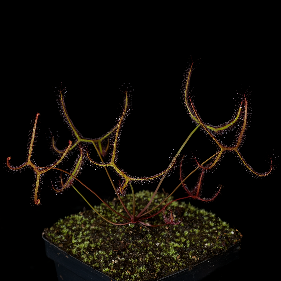 Drosera multifida var. extrema, Evans Head NSW