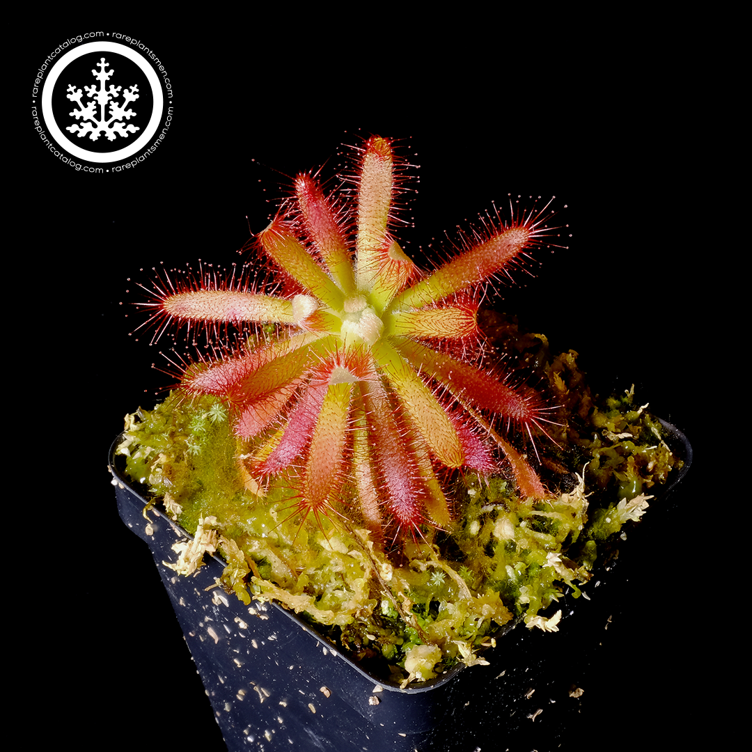 Drosera graomogolensis