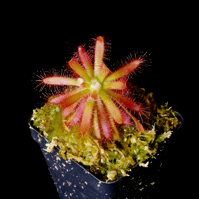 Drosera graomogolensis