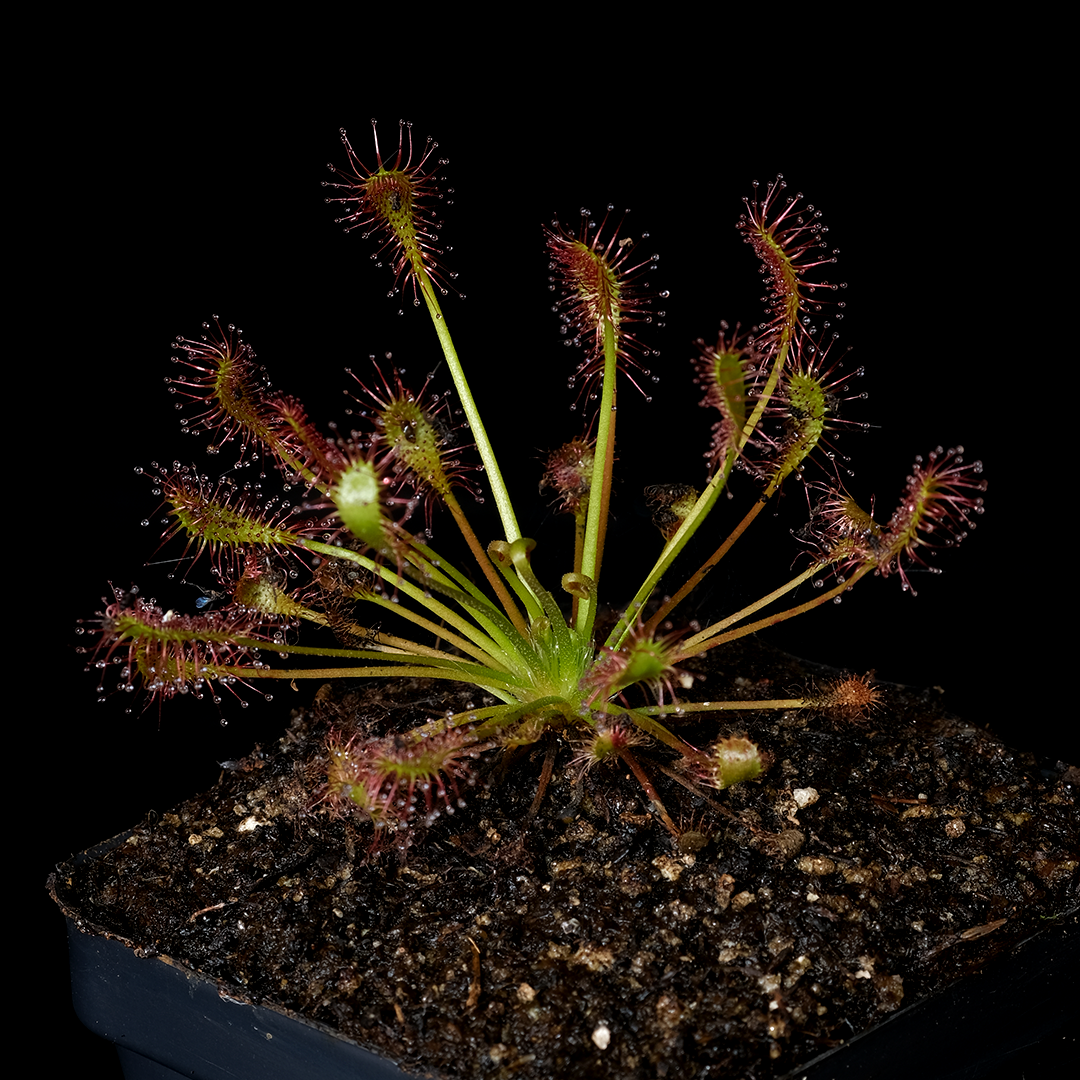 Drosera intermedia