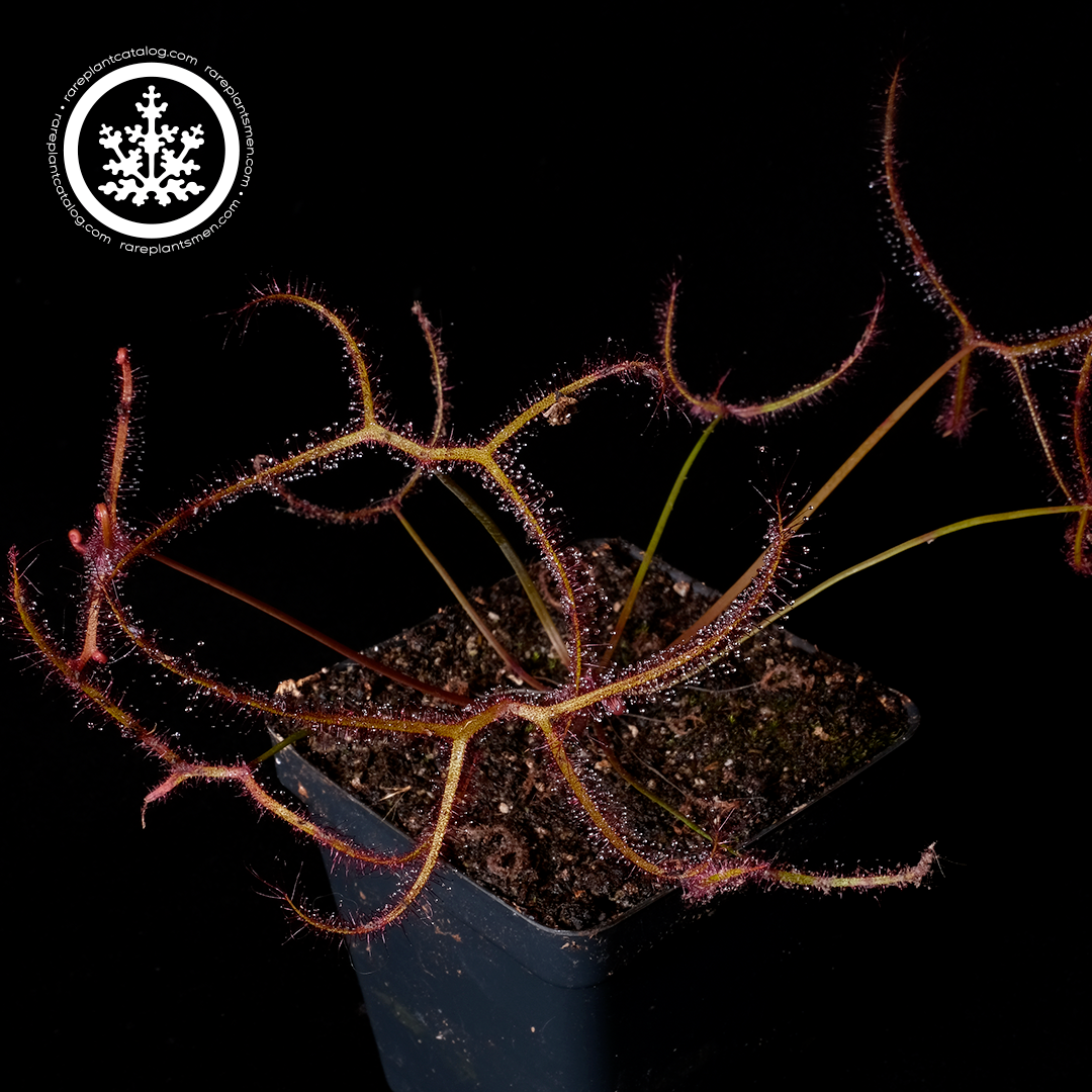 Drosera multifida var extrema