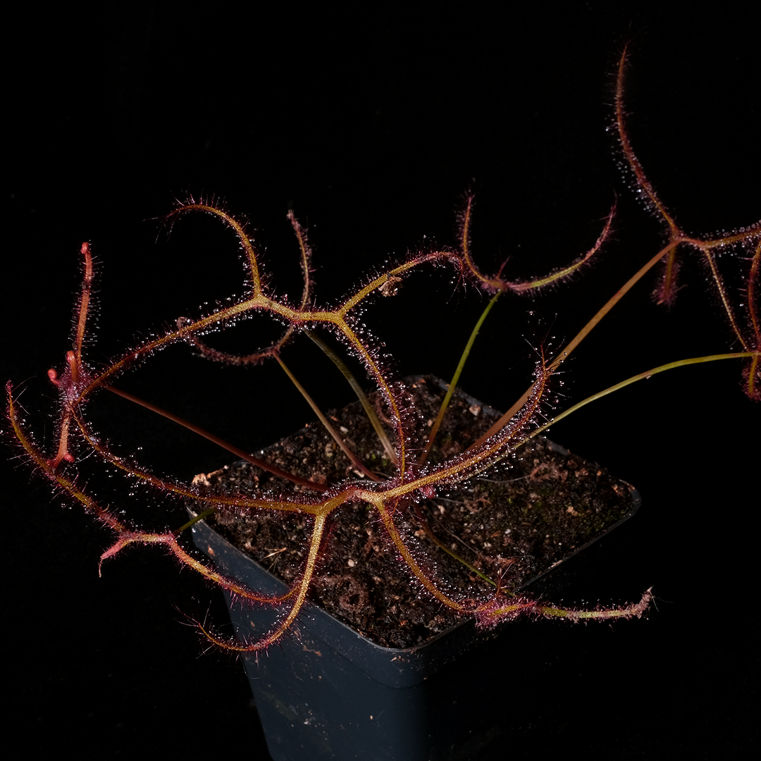 Drosera multifida var extrema