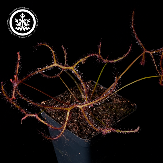 Drosera multifida var extrema