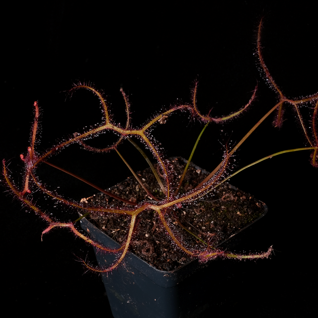 Drosera multifida var extrema