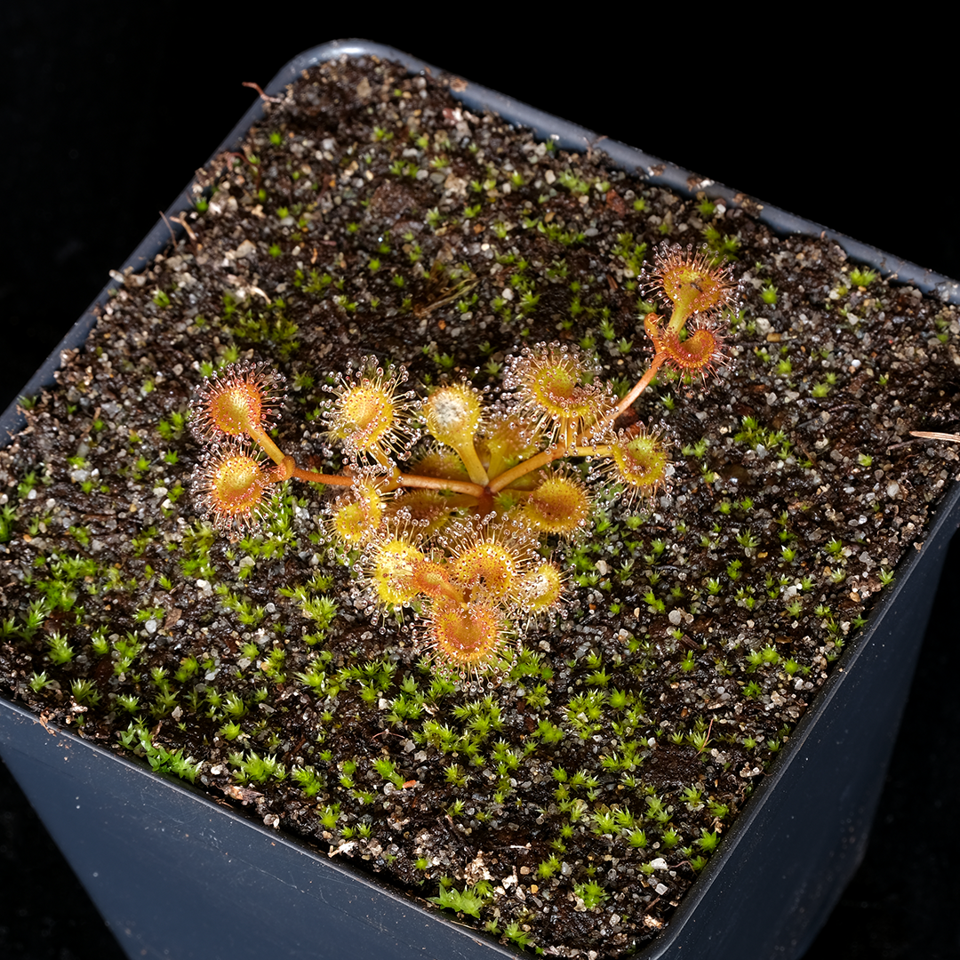 Drosera rupicola