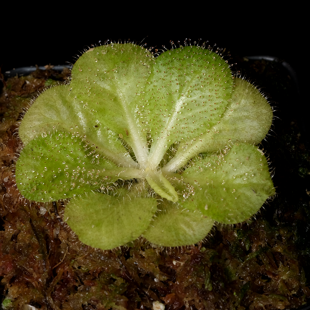 Drosera schizandra