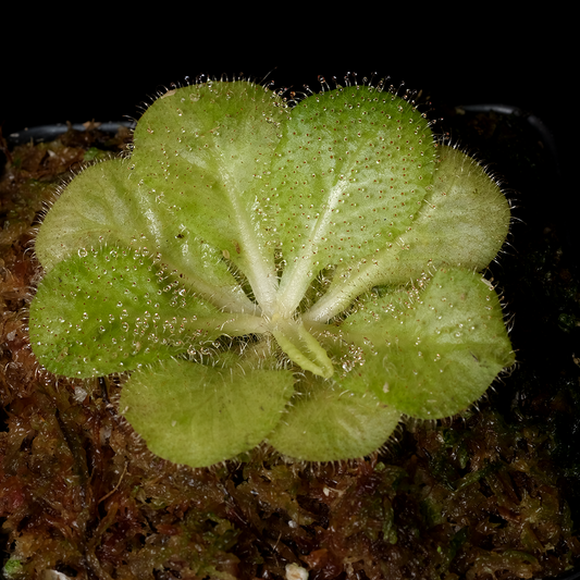 Drosera schizandra