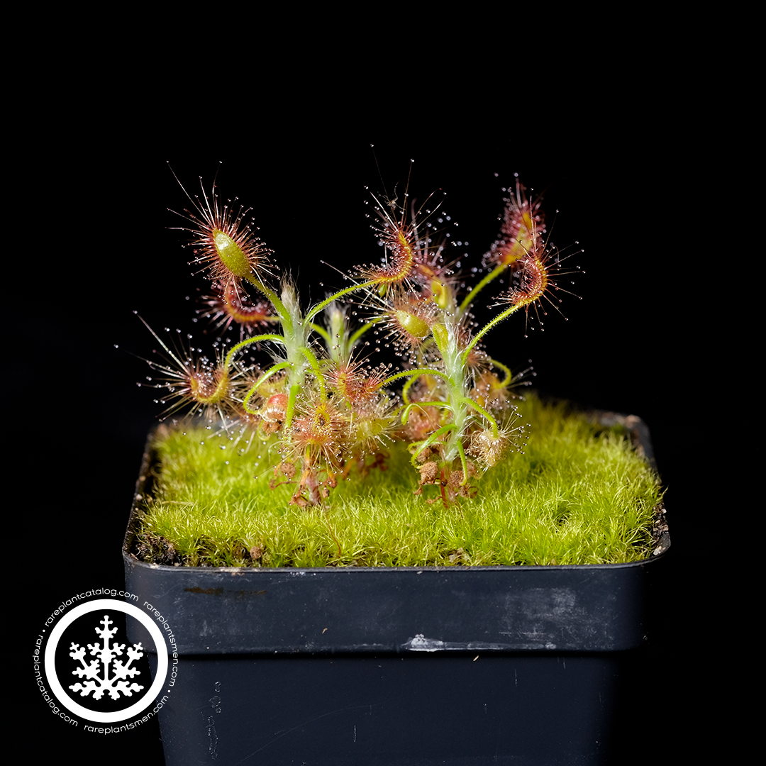 Drosera scorpioides