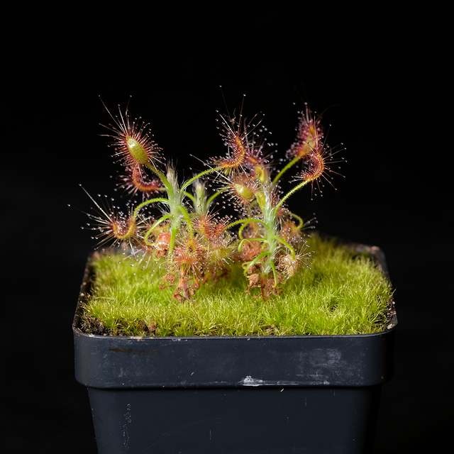 Drosera scorpioides