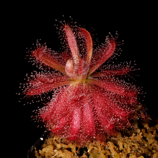 Drosera graomogolensis