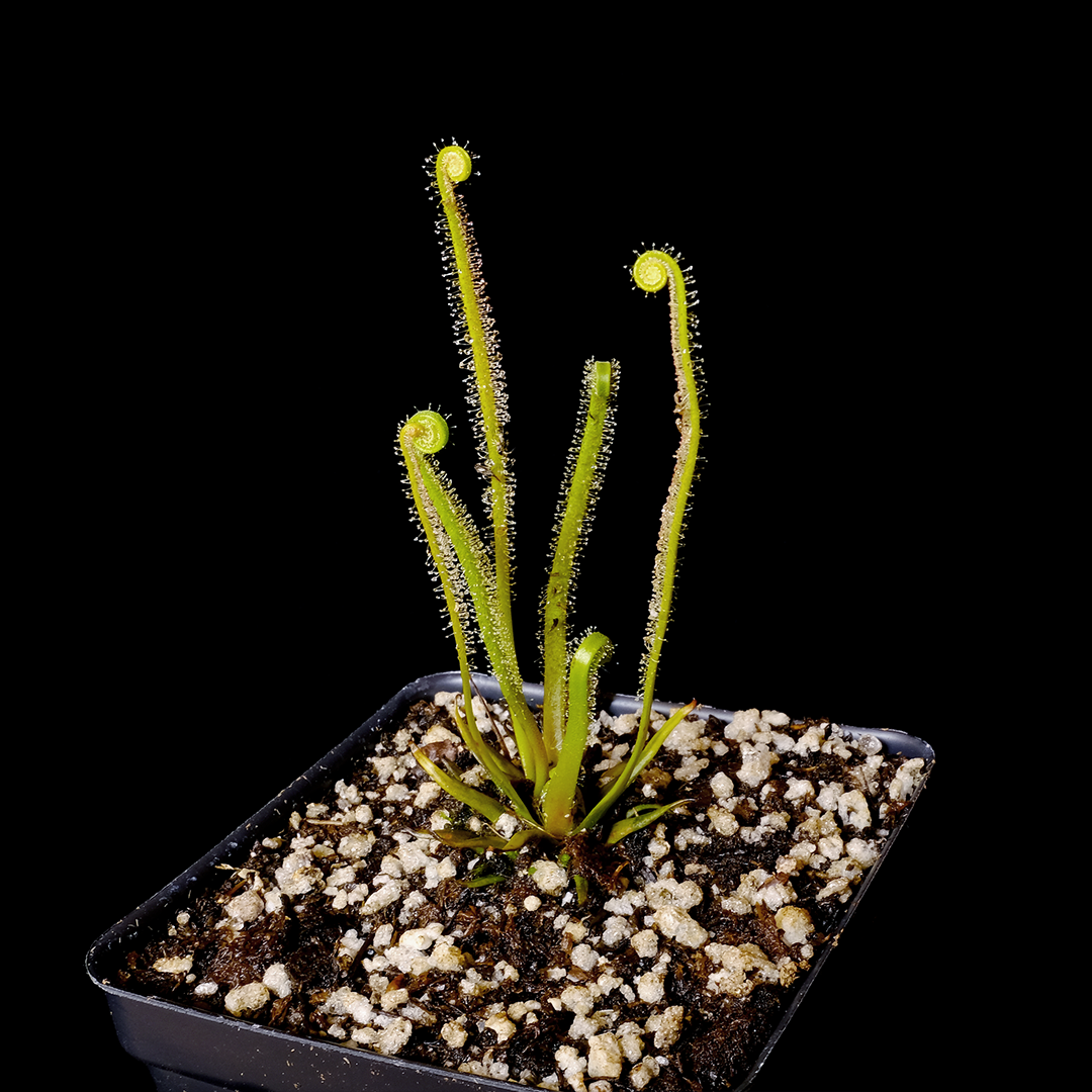 Drosera tracyi (Apalachicola, Florida)