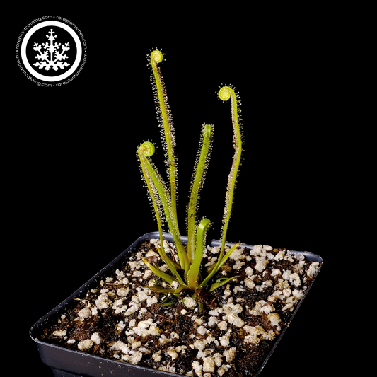 Drosera tracyi