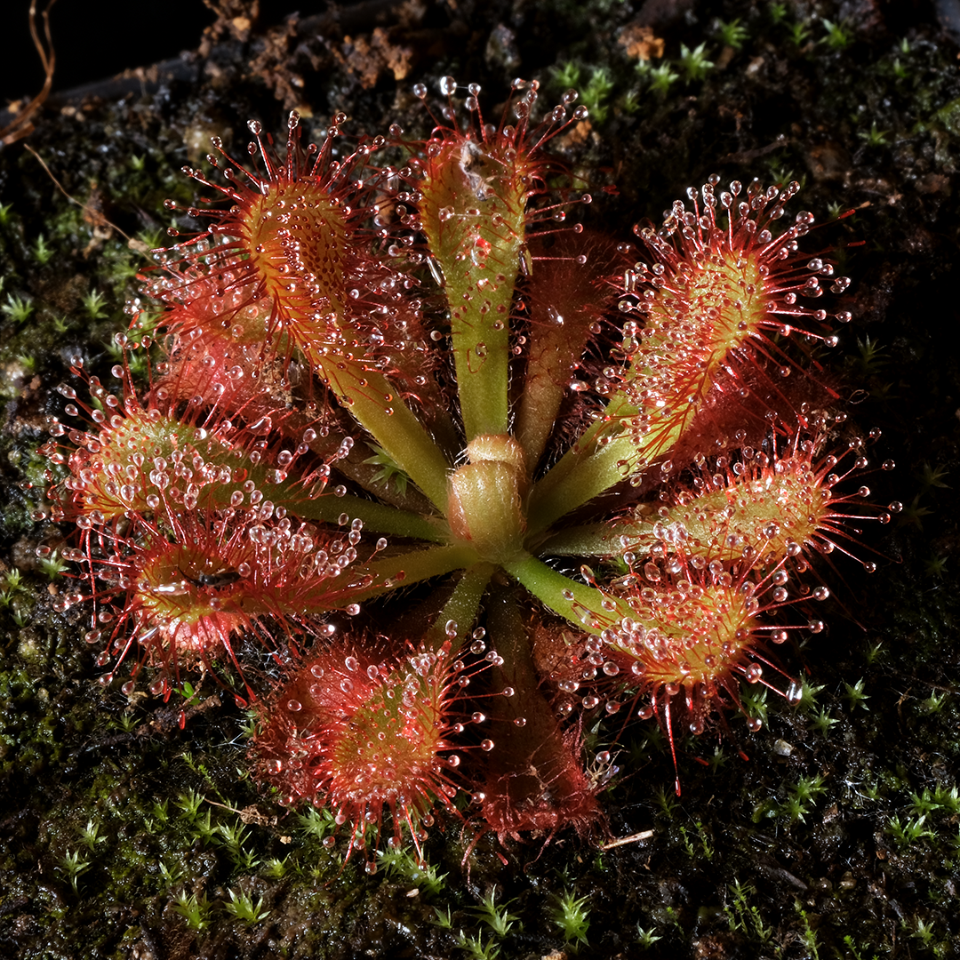 Drosera venusta (Oudtshoorn)