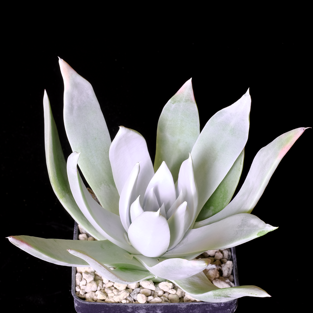 Dudleya brittonii