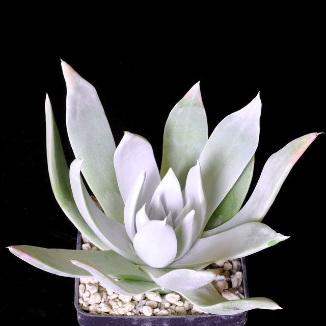 Dudleya brittonii