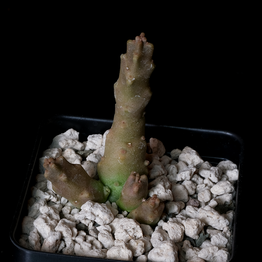 Duvaliandra dioscoridis