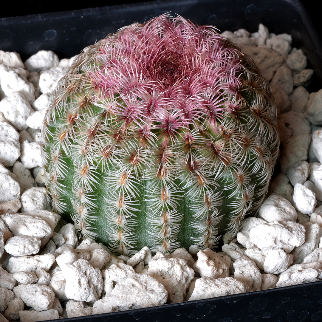 Echinocereus rigidissimus var. rubispinus