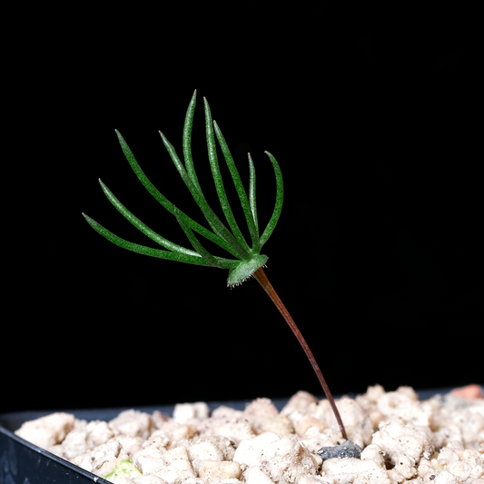 Eriospermum cf. bowieanum