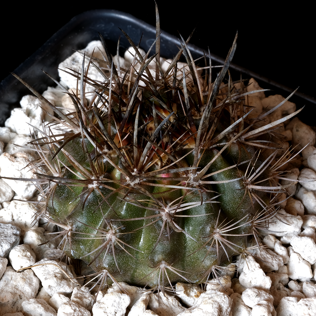 Eriosyce crispa var. carrizalensis
