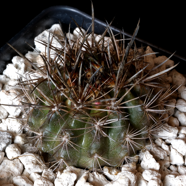 Eriosyce crispa var. carrizalensis
