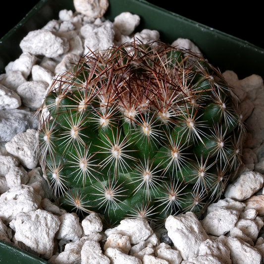 Escobaria vivipara var. borealis