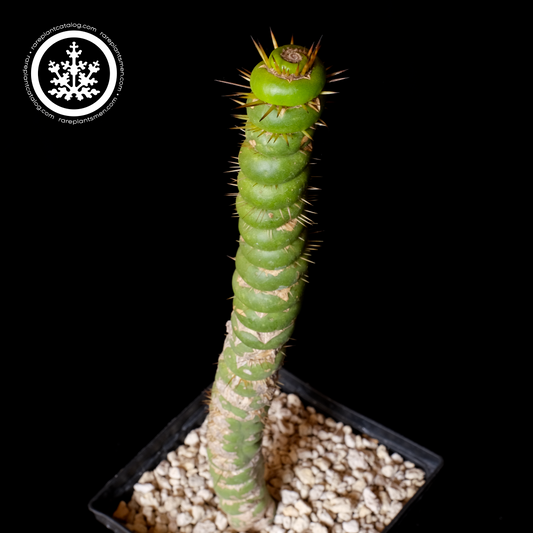 Eulychnia castenea large