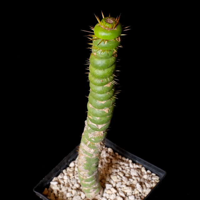 Eulychnia castenea f. varispiralis large