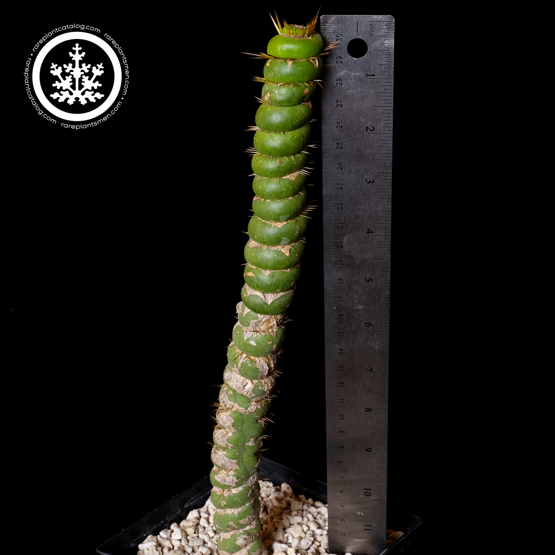 Eulychnia castenea large