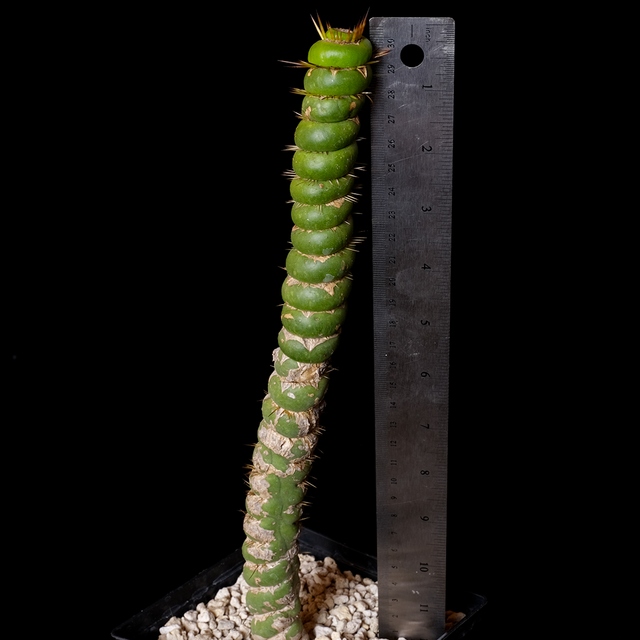 Eulychnia castenea f. varispiralis large