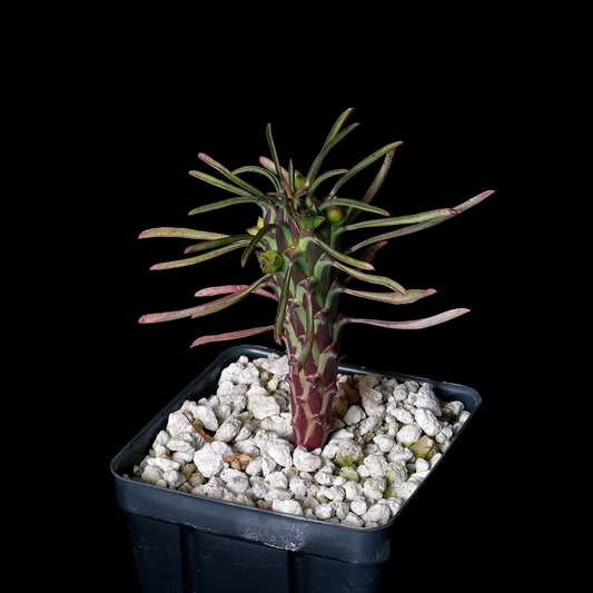 Euphorbia clandestina