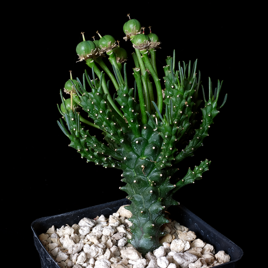 Euphorbia pentops