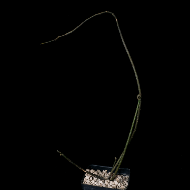 Euphorbia bosseri