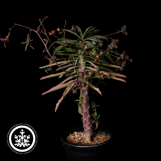 Euphorbia bubalina