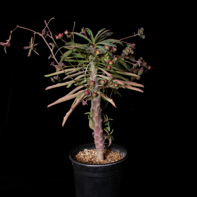 Euphorbia bubalina