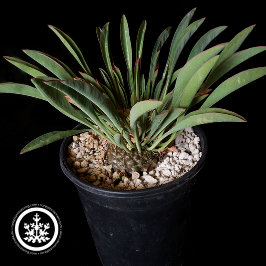 Euphorbia bupleuriflora