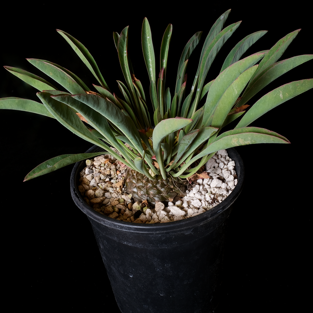 Euphorbia bupleurifolia