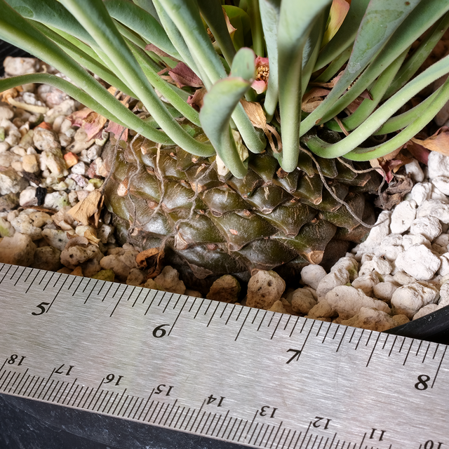 Euphorbia bupleurifolia