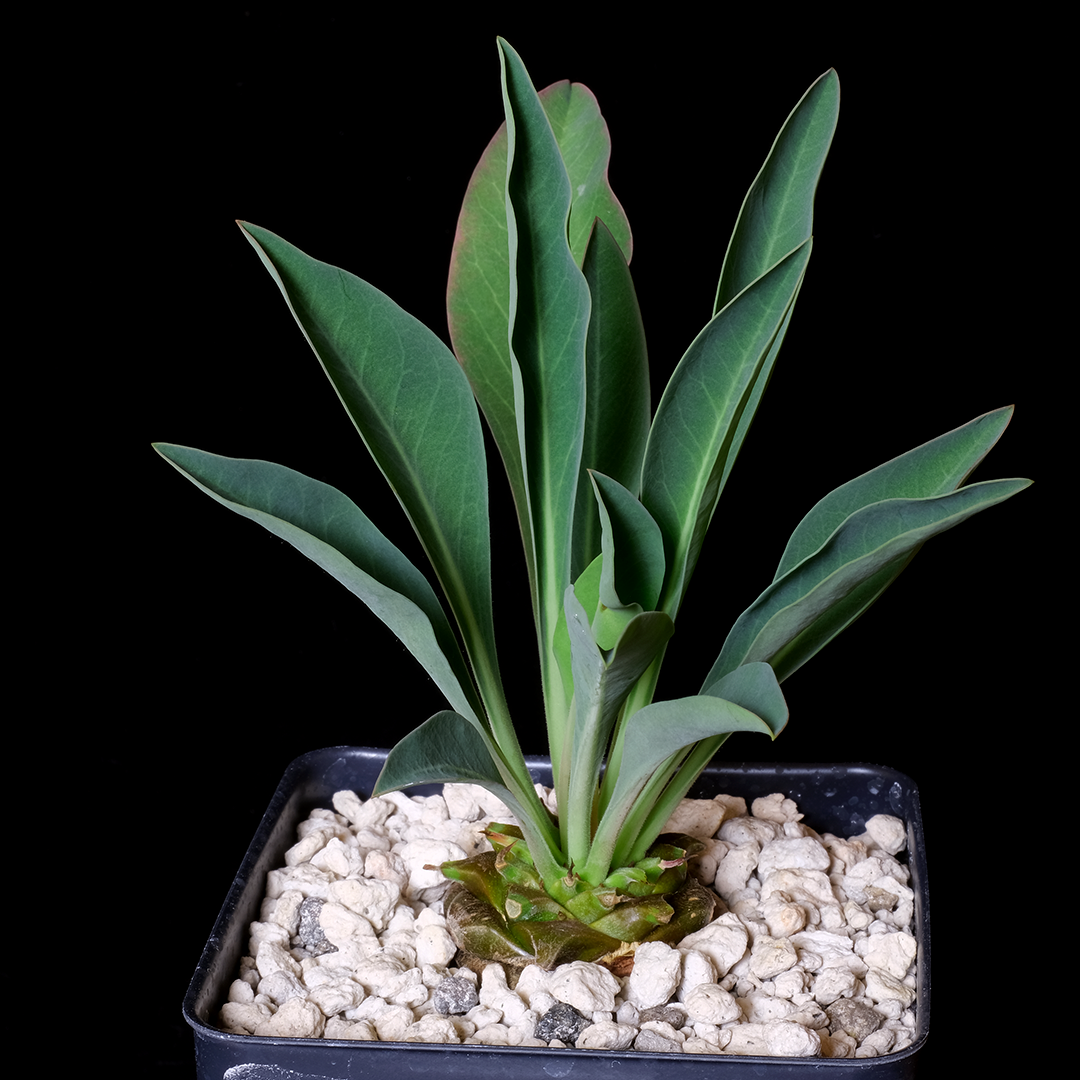 Euphorbia bupleurifolia small