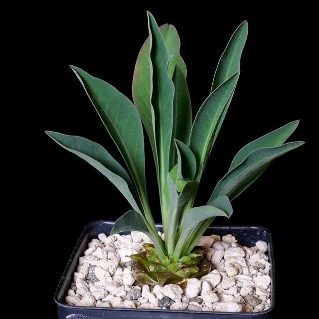 Euphorbia bupleurifolia small