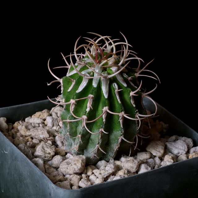 Euphorbia columnaris