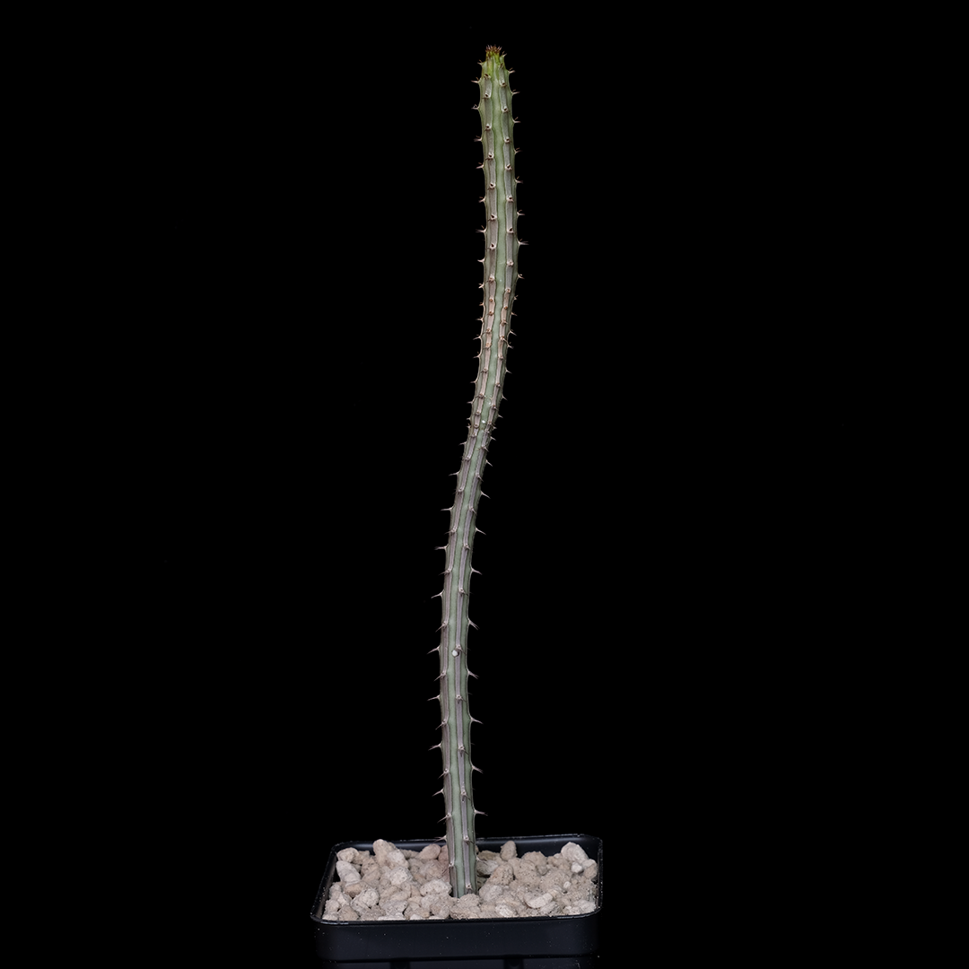 Euphorbia erlangeri