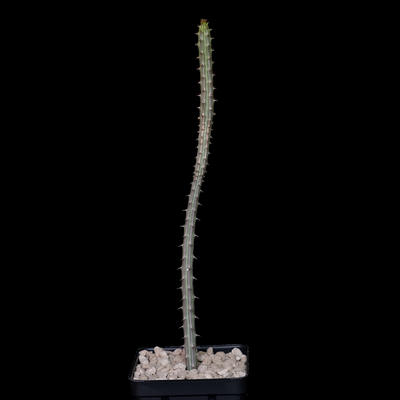 Euphorbia erlangeri
