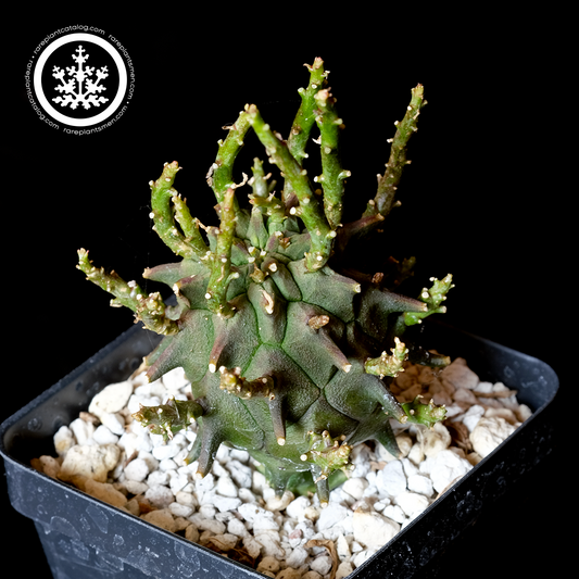 Euphorbia fasciculata