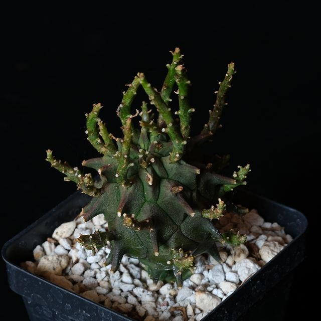 Euphorbia fasciculata